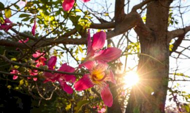 Primavera se despede com calor e chuva em Mato Grosso do Sul