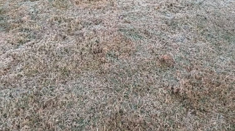 Com alerta em 27 cidades, MS registra geada e sensação de -3°C